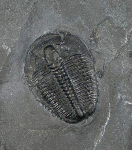 Elrathia Trilobite In Matrix - Utah #6724